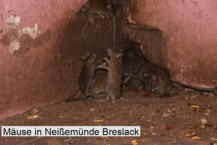Mäuse in Neißemünde Breslack